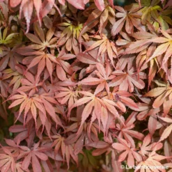 Acer Palmatum Skeeter's Broom :C7L H.60/80cm -Jardin Harmonie Soldes Boutique 748303 004