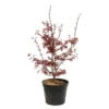 Acer Palmatum Skeeter's Broom :C7L H.60/80cm -Jardin Harmonie Soldes Boutique 748303 2076214