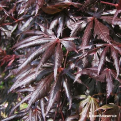 Acer Palmatum Trompenburg :C3L H.40/60cm -Jardin Harmonie Soldes Boutique 748306 003