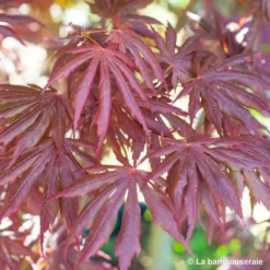 Acer Palmatum Trompenburg :C7L H.60/80cm -Jardin Harmonie Soldes Boutique 748308 004