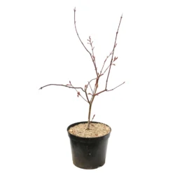 Acer Palmatum Trompenburg :C7L H.60/80cm