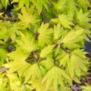 Acer Shirasawanum Autumn Moon : C5L H30/40cm -Jardin Harmonie Soldes Boutique 748316 003