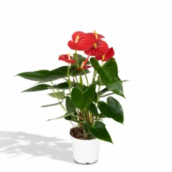 Anthurium Rouge - H40cm, ø12cm - Plante D'intérieur