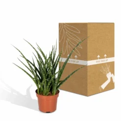 Sansevieria Fernwood Punk - H30cm, ø12cm - Plante D'intérieur Sans Entretien -Jardin Harmonie Soldes Boutique 74e4a547941876d2