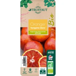 Oranger Moro : AB C3L -Jardin Harmonie Soldes Boutique 750101 2066800