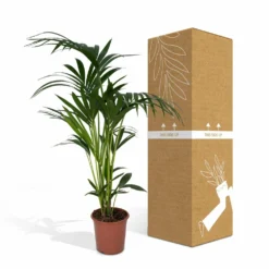 Palmier Kentia Xl - H120cm, ø24cm - Très Grande Plante D'intérieur -Jardin Harmonie Soldes Boutique 76b6a7621aa76fe2