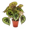 Leaf Begonia - Begonia Masoniana Mountain - Feuilles Brunes Avec Des Marques - Pot De 15cm 1 Leaf Begonia - Begonia Masoniana Mountain - Feuilles Brunes Avec Des Marques - Pot De 15cm -Jardin Harmonie Soldes Boutique 781eab3936fe0bea