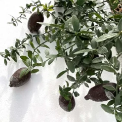 Citron Caviar H140/160cm : C35L -Jardin Harmonie Soldes Boutique 784972 006