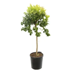 Cédratier H140/160cm : C35L