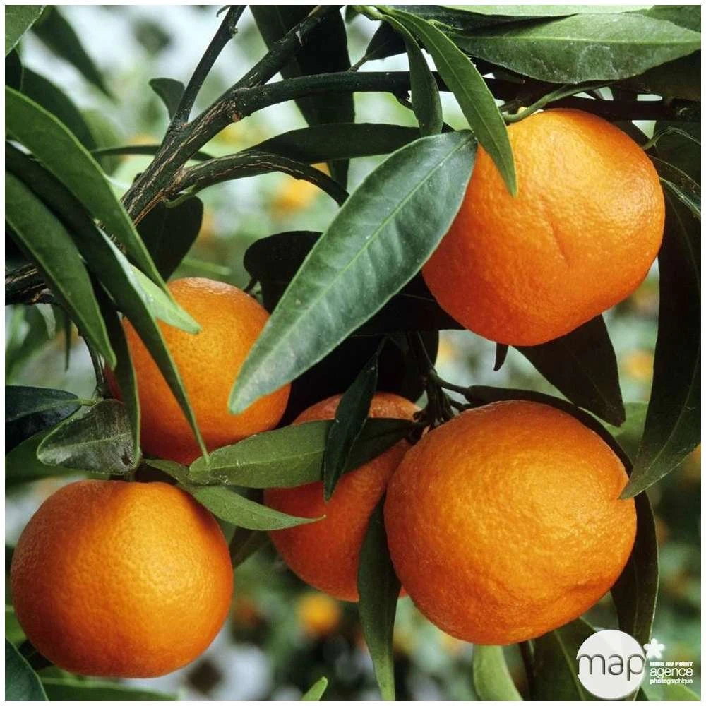 Clémentinier H140/160cm : C35L 4 Clémentinier H140/160cm : C35L – Image 2