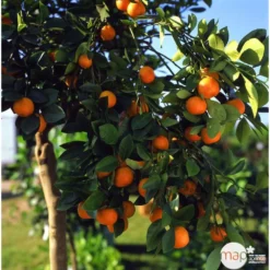 Clémentinier H140/160cm : C35L 7 Clémentinier H140/160cm : C35L -Jardin Harmonie Soldes Boutique 784975 003