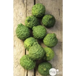 Combava H140/160cm : C35L -Jardin Harmonie Soldes Boutique 784976 003