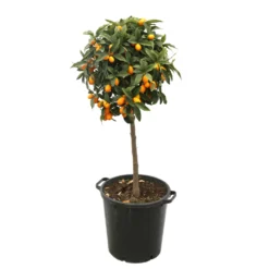 Kumquat H140/160cm : C35L -Jardin Harmonie Soldes Boutique 784977 2016428