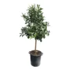 Citronnier Rouge (Osbeck) : H.140/160cm Pot 35L -Jardin Harmonie Soldes Boutique 784979 1765252