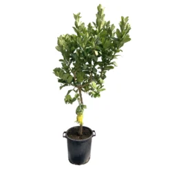 Main De Bouddha : H.140/160cm C35L -Jardin Harmonie Soldes Boutique 784980 1765258