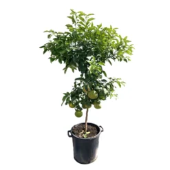 Pomelo à Chair Rose 'Star Ruby' :h.140/160cm -Jardin Harmonie Soldes Boutique 784984 1765285