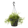 Rhipsalis Mix : Suspension D17cm -Jardin Harmonie Soldes Boutique 789740 002