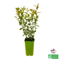 Myrtillier 'Patriot' Bio : Pot De 1,5 Litres -Jardin Harmonie Soldes Boutique 791605 001