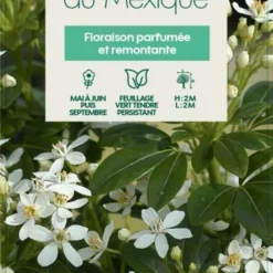 Choisya Ternata: C 5L -Jardin Harmonie Soldes Boutique 797537 005