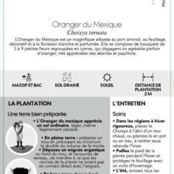 Choisya Ternata: C 5L -Jardin Harmonie Soldes Boutique 797537 006