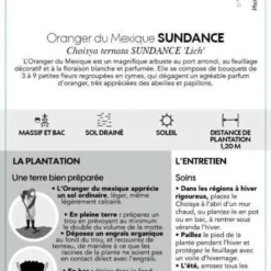 Choisya Ternata Sundance : H30/40cm C 5L -Jardin Harmonie Soldes Boutique 797540 004