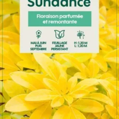 Choisya Ternata Sundance : H30/40cm C 5L -Jardin Harmonie Soldes Boutique 797540 005