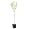 Amandier 'Lauranne'® : 1/2 Tige Pot 15L -Jardin Harmonie Soldes Boutique 798486 1693486