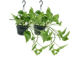 Epipremnum Aureum Scindapsus X2 - H25cm, ø15cm - Plante D'intérieur