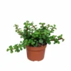 Portulacaria Afra - H25cm, ø10,5cm - Plante D'intérieur -Jardin Harmonie Soldes Boutique 7a42b2909e77d20f