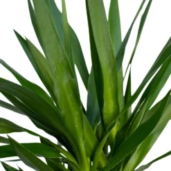 Yucca Xl - H100cm, ø21cm - Très Grande Plante D'intérieur -Jardin Harmonie Soldes Boutique 7ab76e98dcfe7255