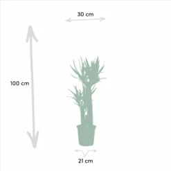 Yucca, Dracaena, Duo De Plantes - Grandes Plantes D'intérieur -Jardin Harmonie Soldes Boutique 7e359b0b76b1f232
