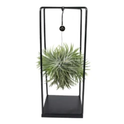 Tillandsia Et Son Support En Cube - H35cm, ø20cm - Plante D'intérieur Tombante