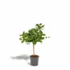 Ficus Benghalensis - H75cm, ø21cm - Grande Plante D'intérieur