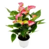 Fleur Flamant Rose - Anthurium Andreanum - Anthurium - Pot 14cm - Fleurs Multicolores - Livium -Jardin Harmonie Soldes Boutique 80696dbaf2fb17d0
