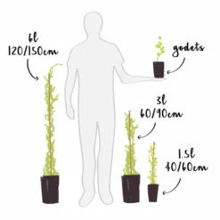 Jasmin De Grasse' - Jasminum Grandiflorum 3l -Jardin Harmonie Soldes Boutique 808d7f987cfbfc27