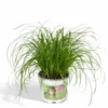 Herbe à Chat - H20cm, ø12cm - Plante D'intérieur -Jardin Harmonie Soldes Boutique 812e1731a220e772