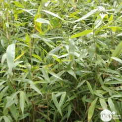 Bambou Non-traçant Fargesia Robusta 'Pingwu': Pot De 5 Litres -Jardin Harmonie Soldes Boutique 814657 001