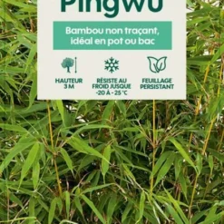 Bambou Non-traçant Fargesia Robusta 'Pingwu': Pot De 5 Litres -Jardin Harmonie Soldes Boutique 814657 002