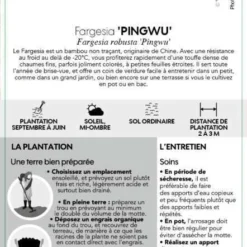 Bambou Non-traçant Fargesia Robusta 'Pingwu': Pot De 5 Litres -Jardin Harmonie Soldes Boutique 814657 003