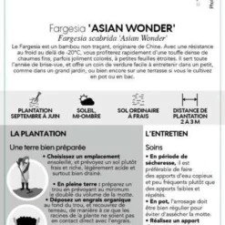 Bambou Non-traçant Fargesia Scabrida 'Asian Wonder': Pot De 5 Litres -Jardin Harmonie Soldes Boutique 814658 002