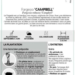 Bambou Non-traçant Fargesia Robusta 'Campbell': Pot De 12 Litres -Jardin Harmonie Soldes Boutique 814665 002