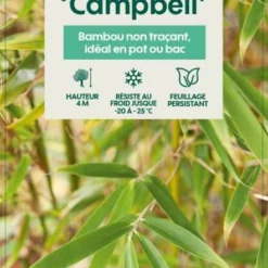 Bambou Non-traçant Fargesia Robusta 'Campbell': Pot De 12 Litres -Jardin Harmonie Soldes Boutique 814665 003