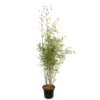 Bambou Non-traçant Fargesia Robusta 'Campbell': Pot De 12 Litres -Jardin Harmonie Soldes Boutique 814665 2056288