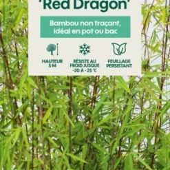 Bambou Non-traçant Fargesia Nitida 'Red Dragon': Pot De 12 Litres -Jardin Harmonie Soldes Boutique 814666 003