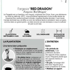 Bambou Non-traçant Fargesia Nitida 'Red Dragon': Pot De 12 Litres -Jardin Harmonie Soldes Boutique 814666 004
