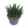 Gasteria - H25, ø17cm - Plantes D'intérieur Facile D'entretien -Jardin Harmonie Soldes Boutique 816c109d2960bb84