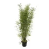 Bambou Non-traçant Fargesia Angustissima: Pot De 5 Litres -Jardin Harmonie Soldes Boutique 825296 003