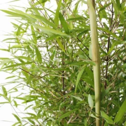 Bambou Non-traçant Fargesia Angustissima: Pot De 5 Litres -Jardin Harmonie Soldes Boutique 825296 006