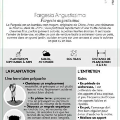 Bambou Non-traçant Fargesia Angustissima: Pot De 5 Litres -Jardin Harmonie Soldes Boutique 825296 007