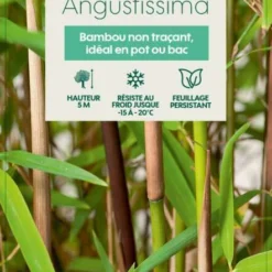 Bambou Non-traçant Fargesia Angustissima: Pot De 5 Litres -Jardin Harmonie Soldes Boutique 825296 008